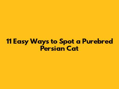 11 Easy Ways to Spot a Purebred Persian Cat