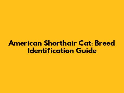 American Shorthair Cat: Breed Identification Guide