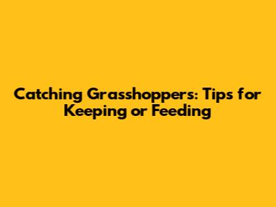 Catching Grasshoppers: Tips for Keeping or Feeding