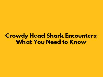 Crowdy Head Shark Encounters: What You Need to Know