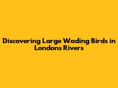 Discovering Large Wading Birds in London's Rivers