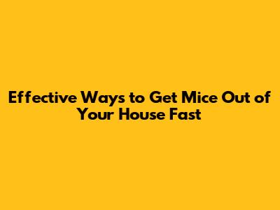 Effective Ways to Get Mice Out of Your House Fast