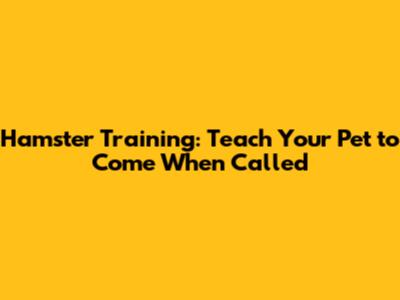 Hamster Training: Teach Your Pet to Come When Called