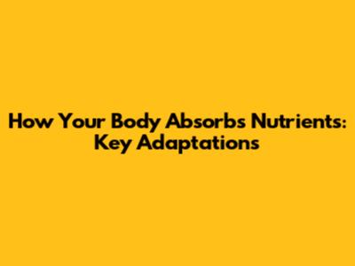 How Your Body Absorbs Nutrients: Key Adaptations