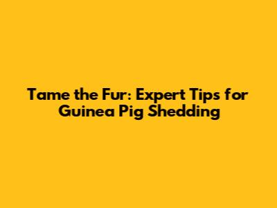Tame the Fur: Expert Tips for Guinea Pig Shedding