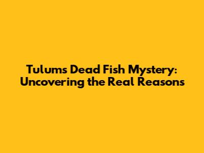 Tulum's Dead Fish Mystery: Uncovering the Real Reasons